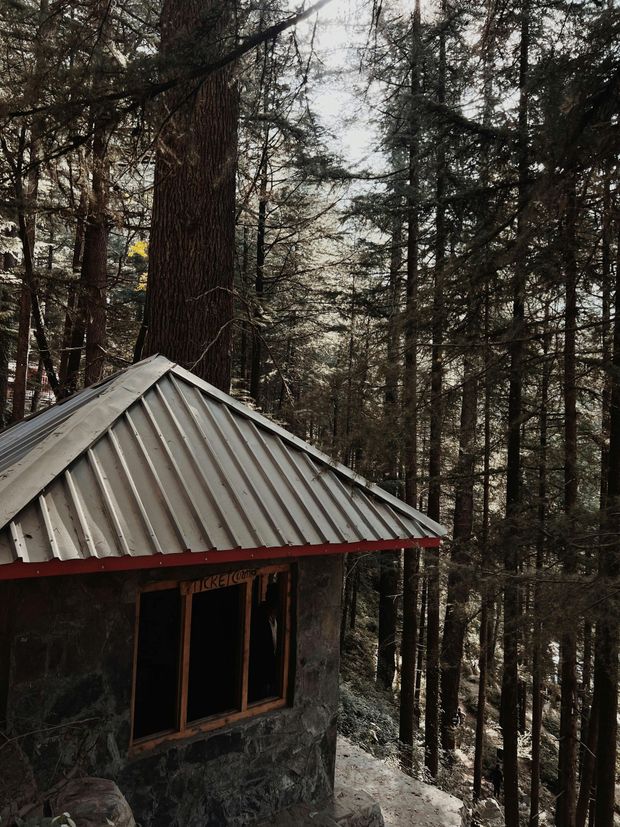 Cabin nestled in a forest of tall trees, sunlight peeking through the canopy.