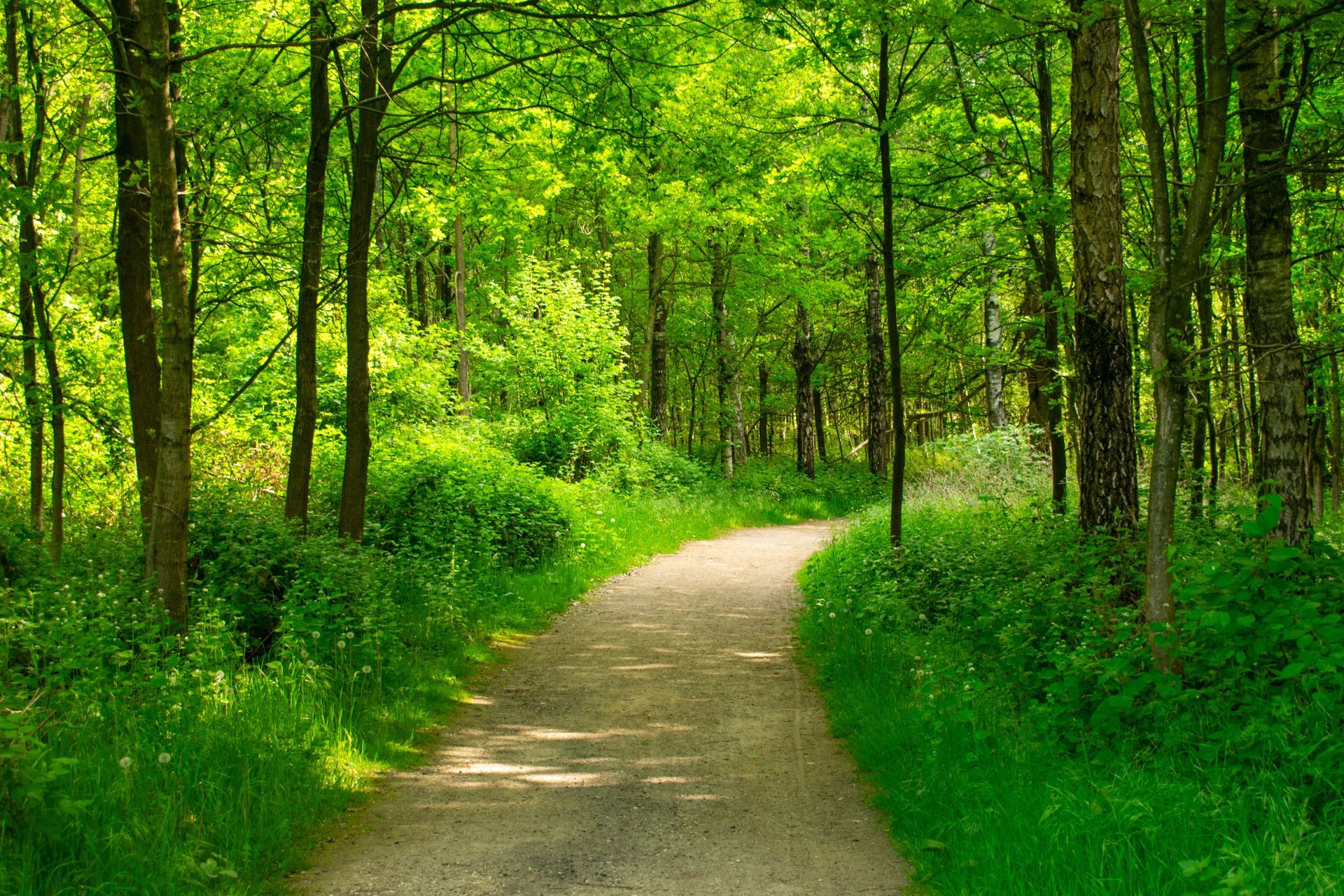 Path through a lush green forest, trees line the sides, sunlight filters through the leaves.