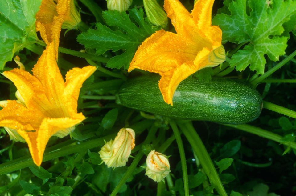 fiori di zucca