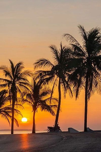 the sun is setting behind a row of palm trees in Palm Bay, FL