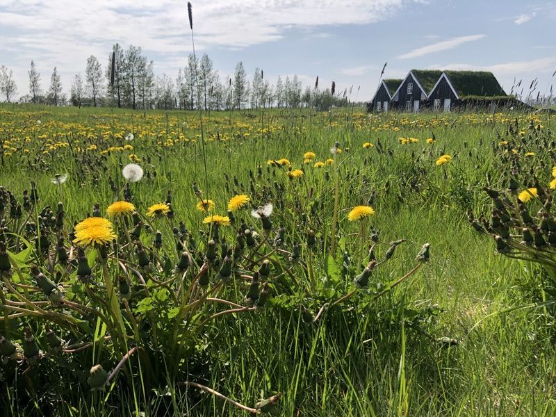 A field of dandelions with a house in the background.