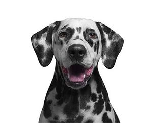 Black and White Spotted Dalmatian Dog — Discount Variety Store in Alice Springs, NT
