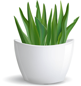 White Flowerpot With Green Plant — Discount Variety Store in Alice Springs, NT