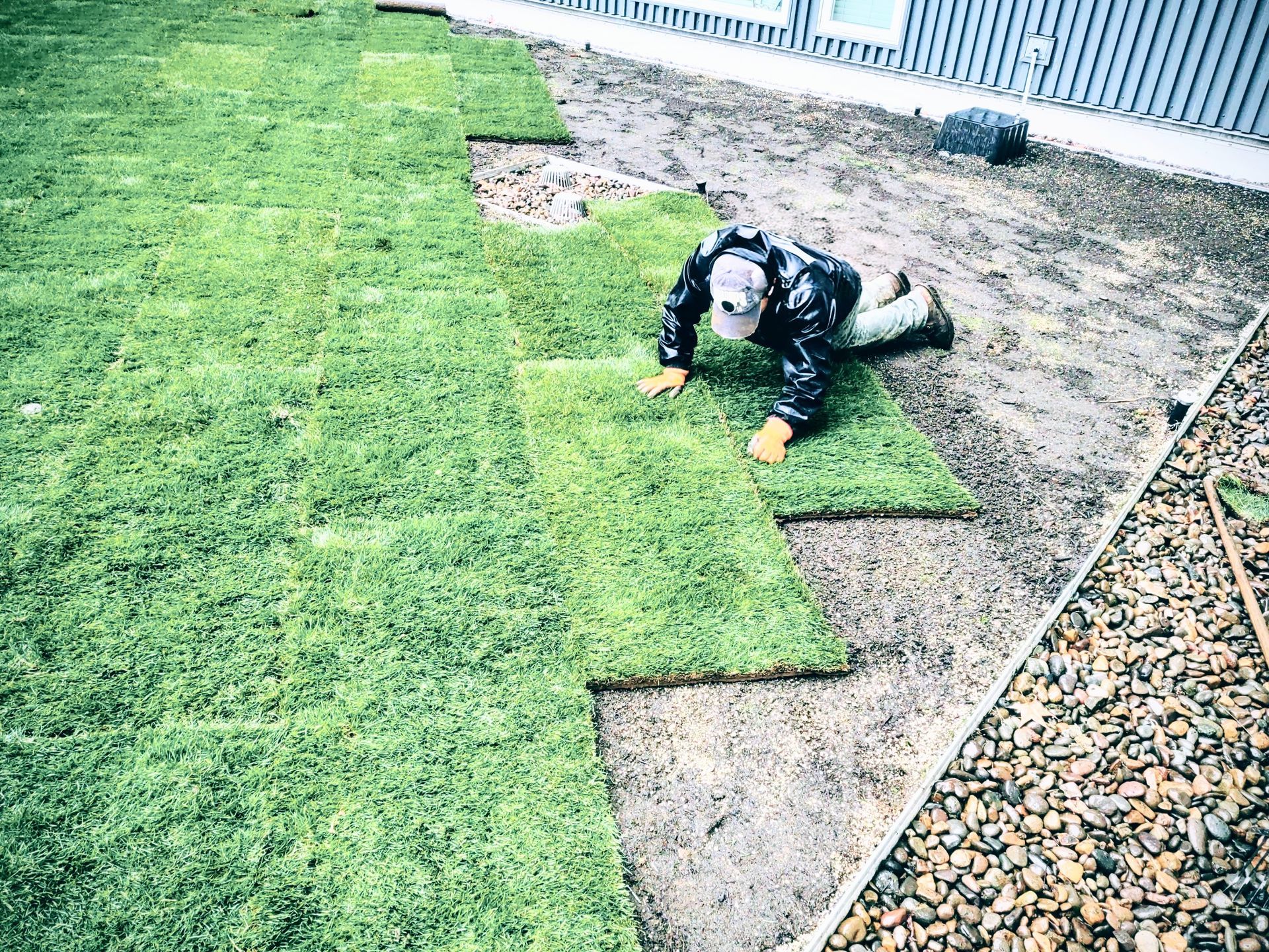 Before Tree Trimming – Woodburn, OR – Jacob's Yard Maintenance