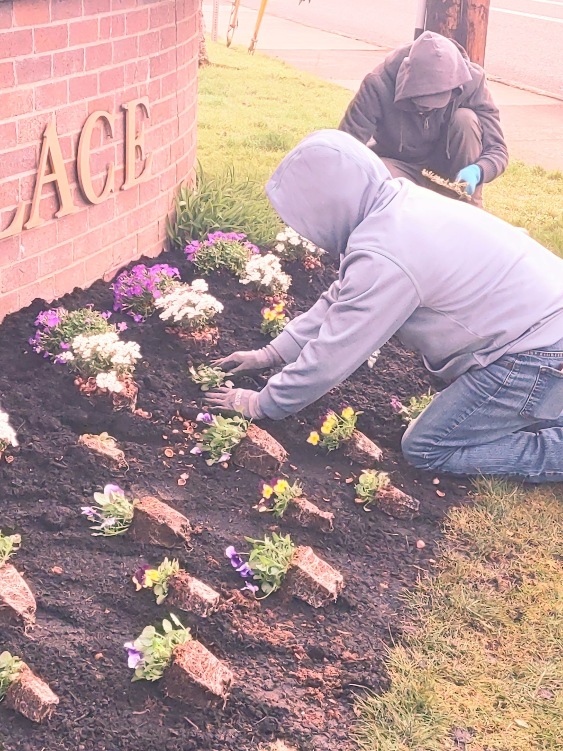 Bunch of Potted Plants – Woodburn, OR – Jacob's Yard Maintenance