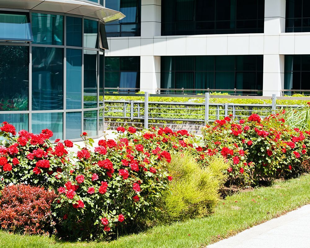 Red Roses in Front of a Building – Woodburn, OR – Jacob's Yard Maintenance