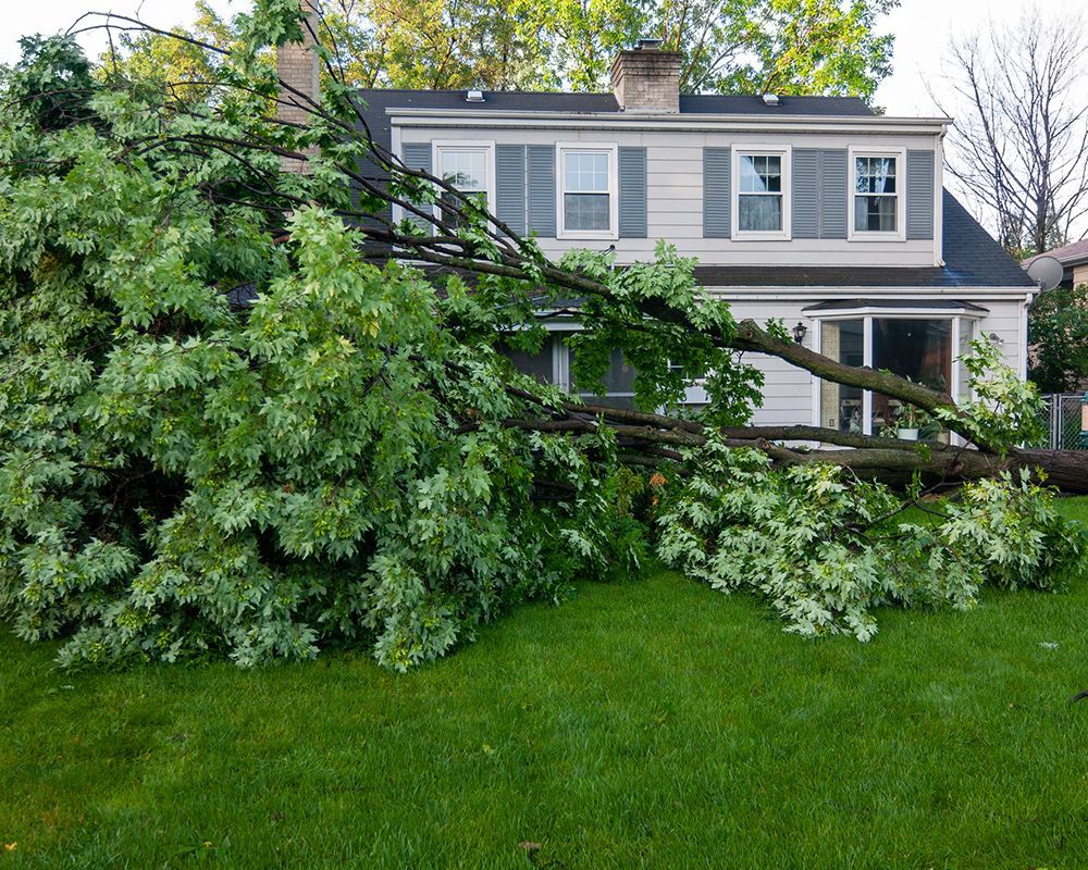 Tree Fallen in Front of a House – Woodburn, OR – Jacob's Yard Maintenance