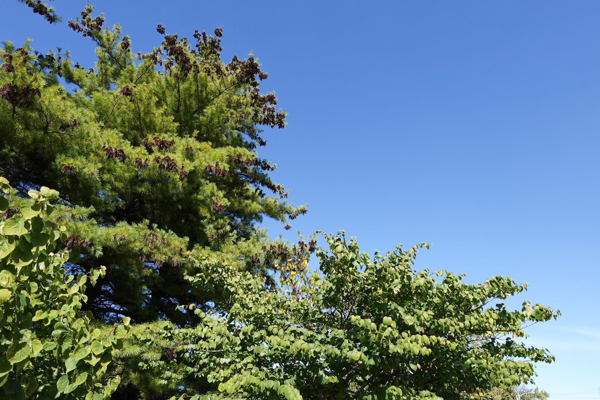 Looking up at a green tree with leaves and pine cones and a blue sky