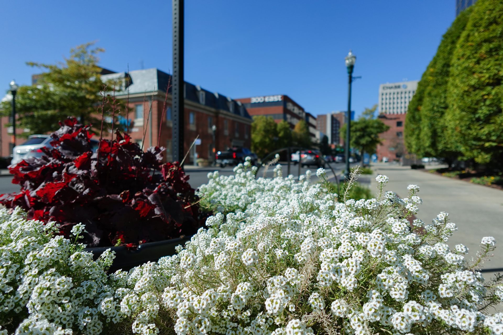 Flowers in a planter border a city street with buildings and blue sky.