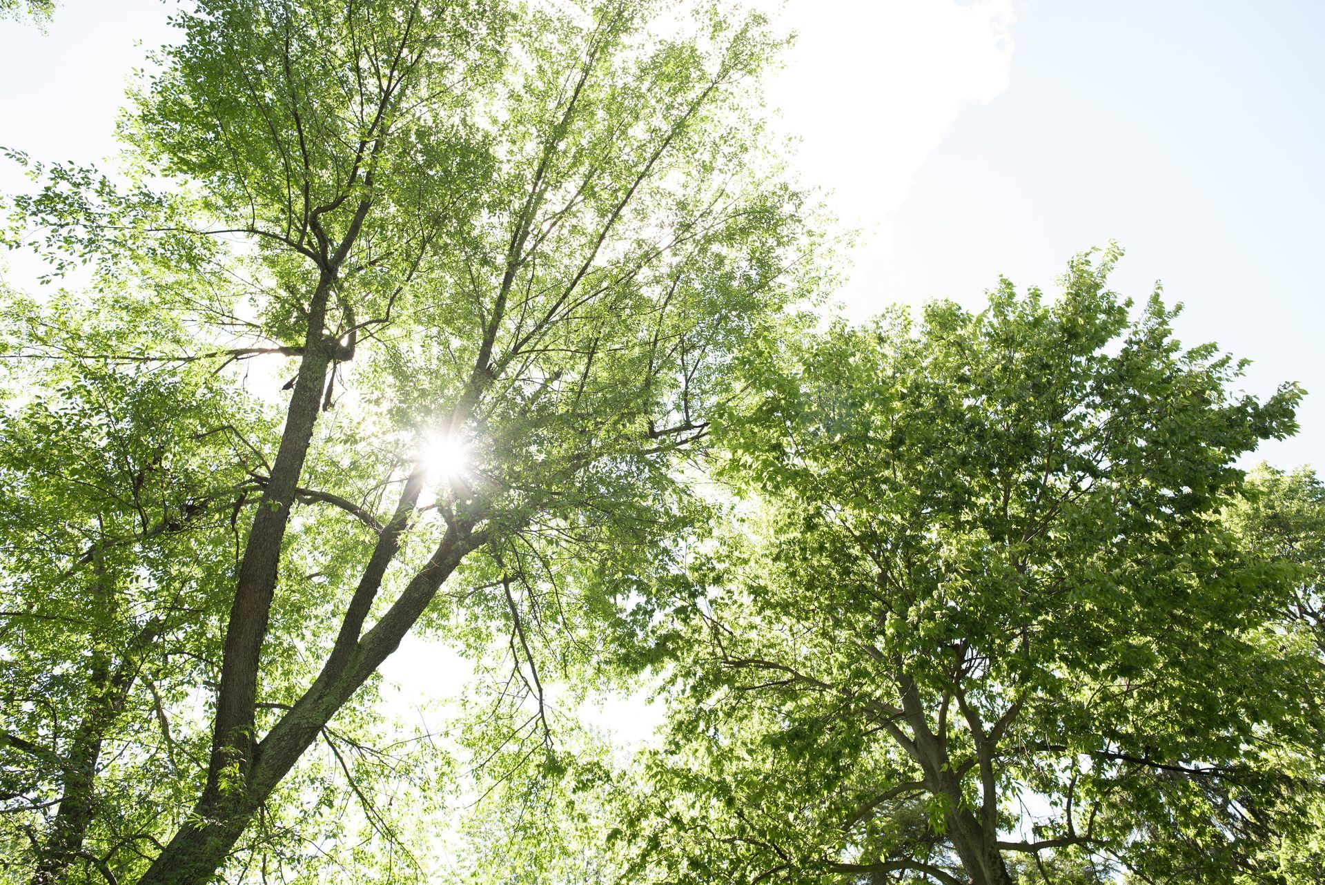 Sun shining through green tree leaves.