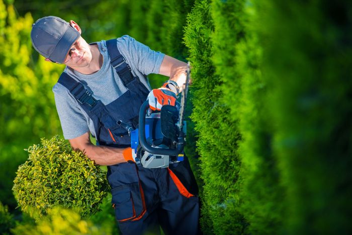 trimming hedge