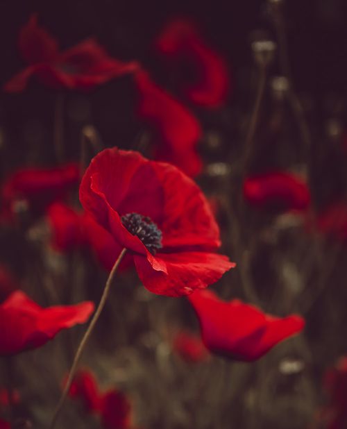 SholarRiley Funeral Home Pleasureville, KY