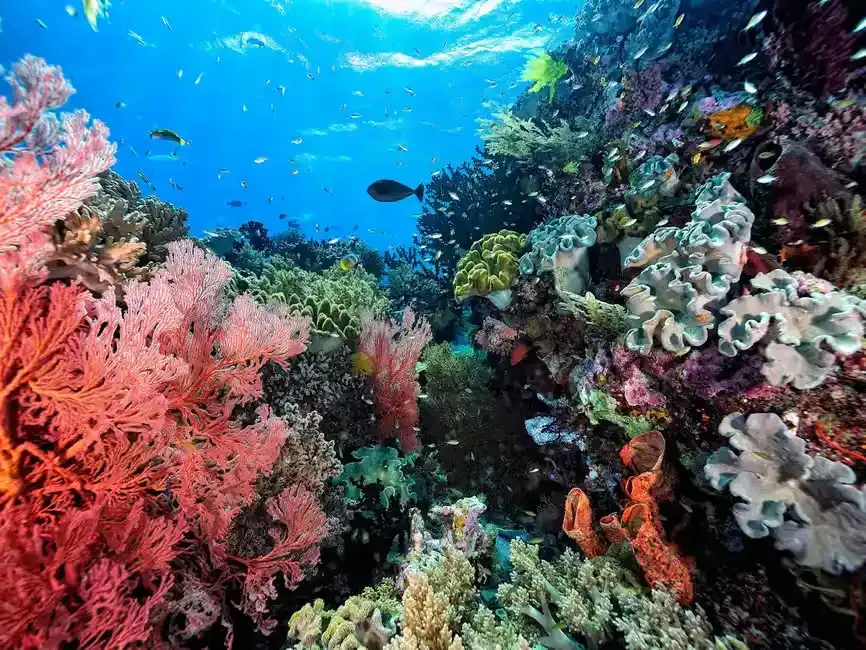 corals and fishes underwater 