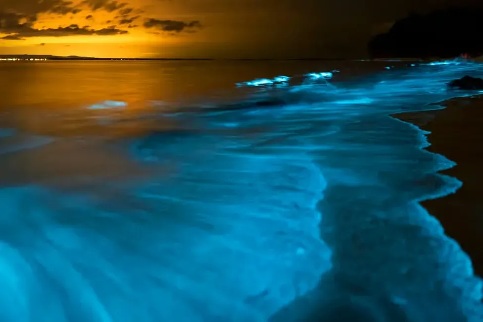 bioluminescent plankton at night