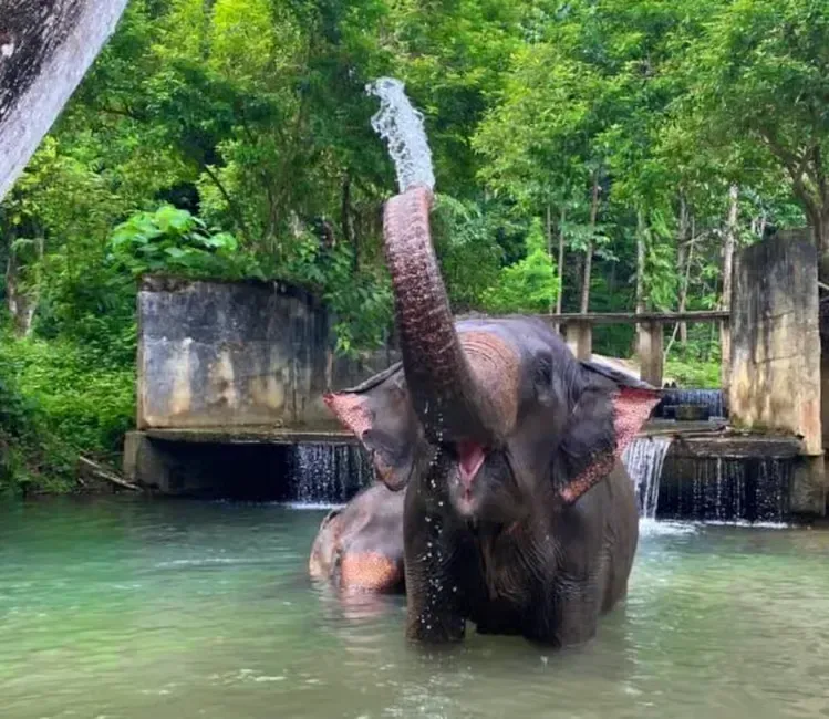 2 elephants taking a bath
