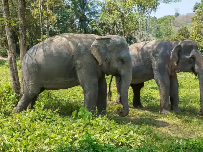 2 adult elephants