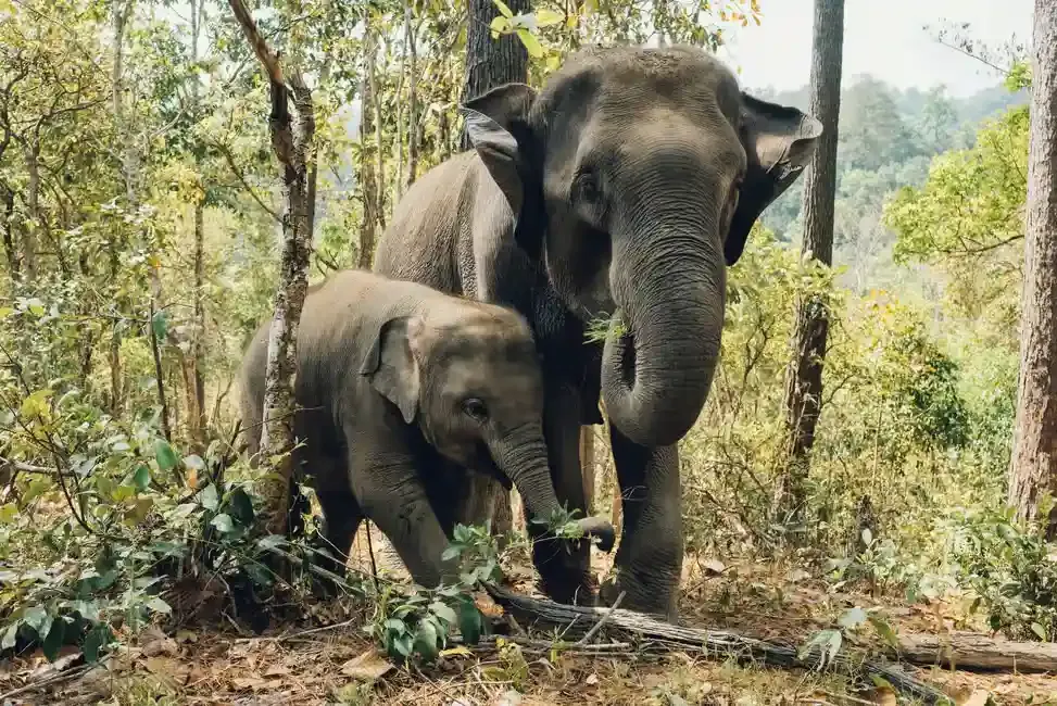 an adult elephant and a young elephant