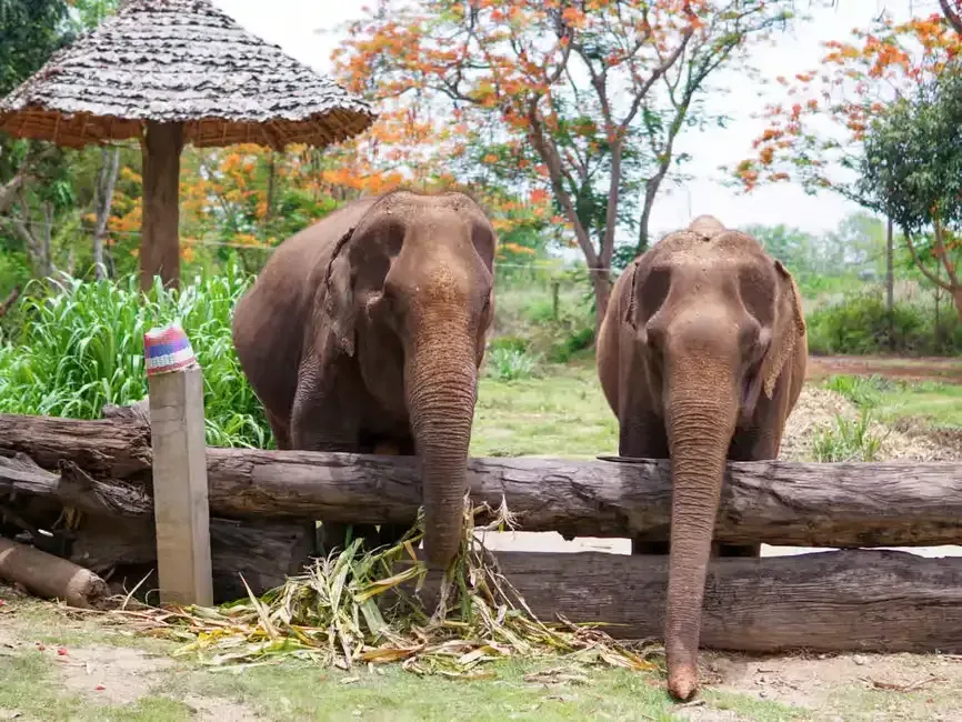 2 elephant eating