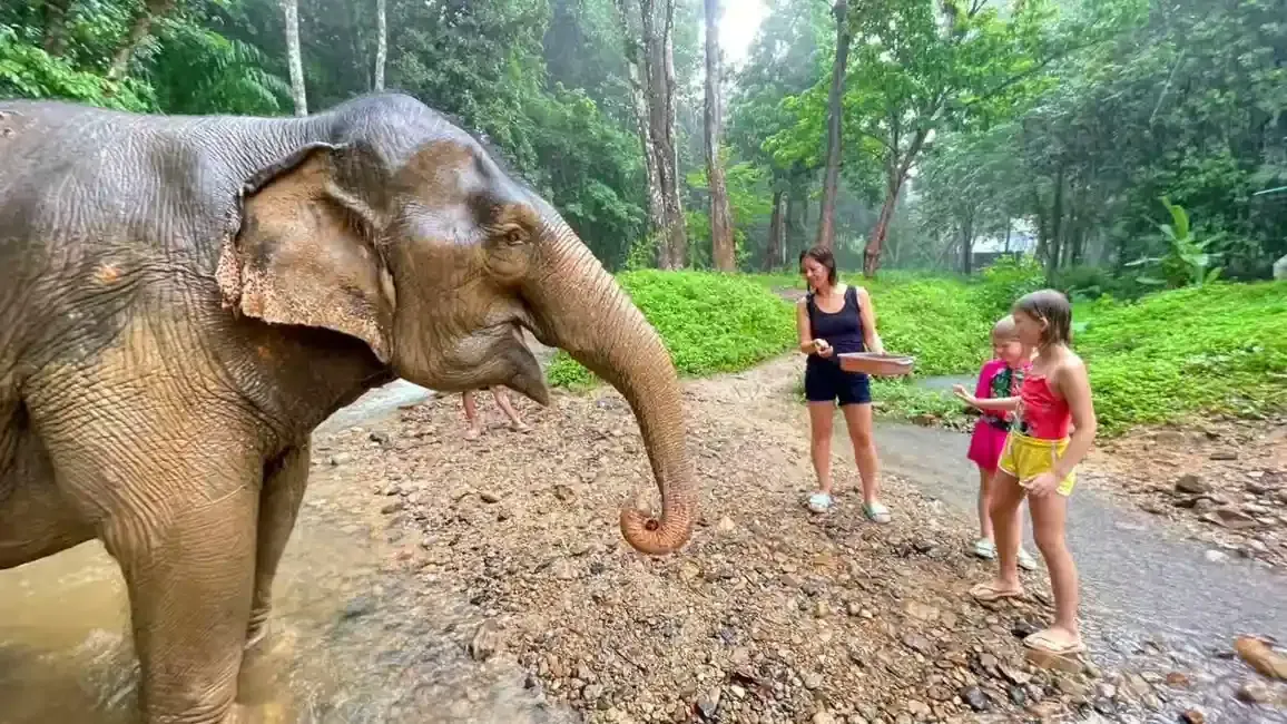 an adult and 2 kids feeding an elephant