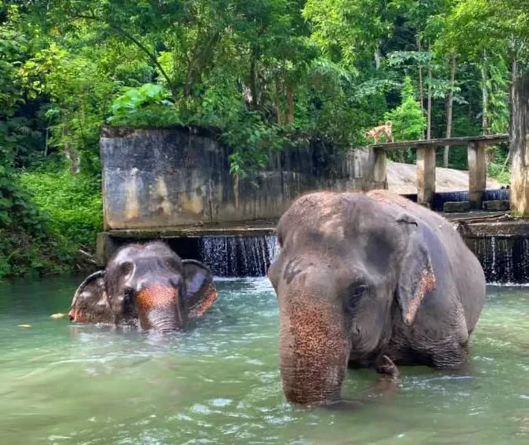 2 elephants swimming