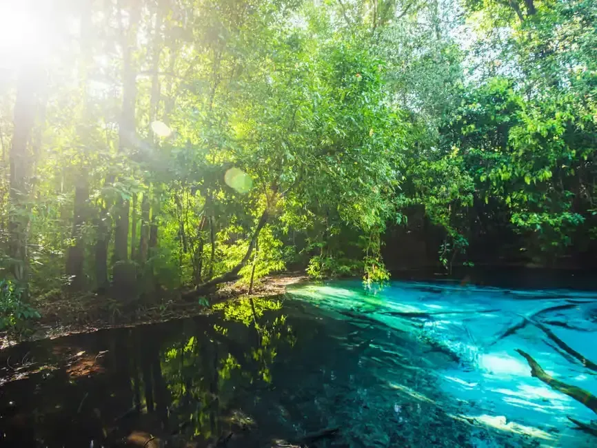 hot spring in the forest