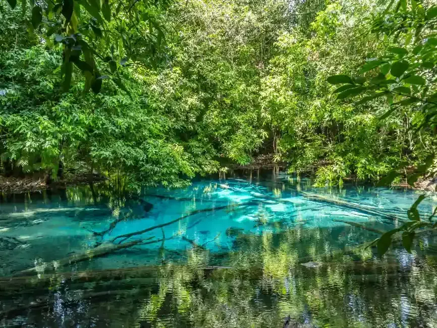 hot spring in the forest