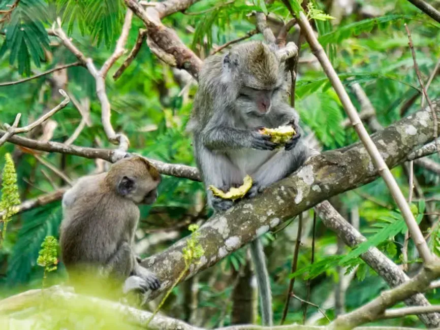 2 monkeys eating banana while sitting on a tree