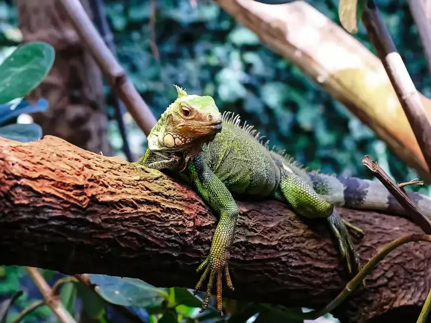 an iguana found while kayaking