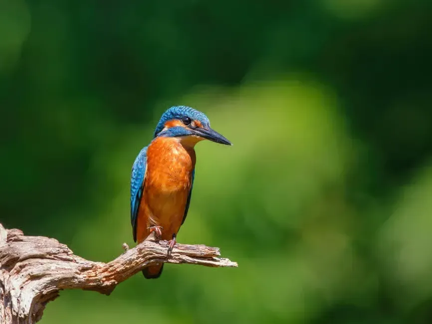 a bird found while kayaking