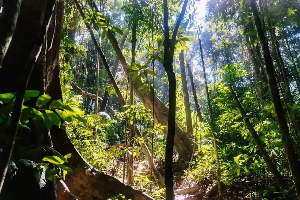 forest in krabi