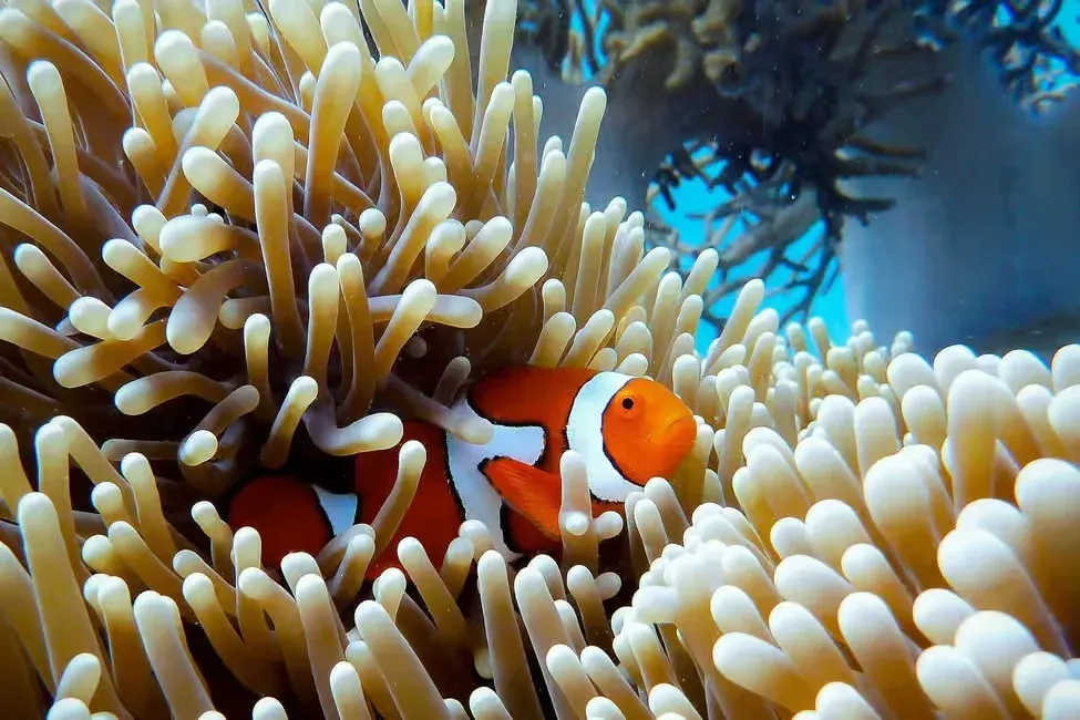clown fish