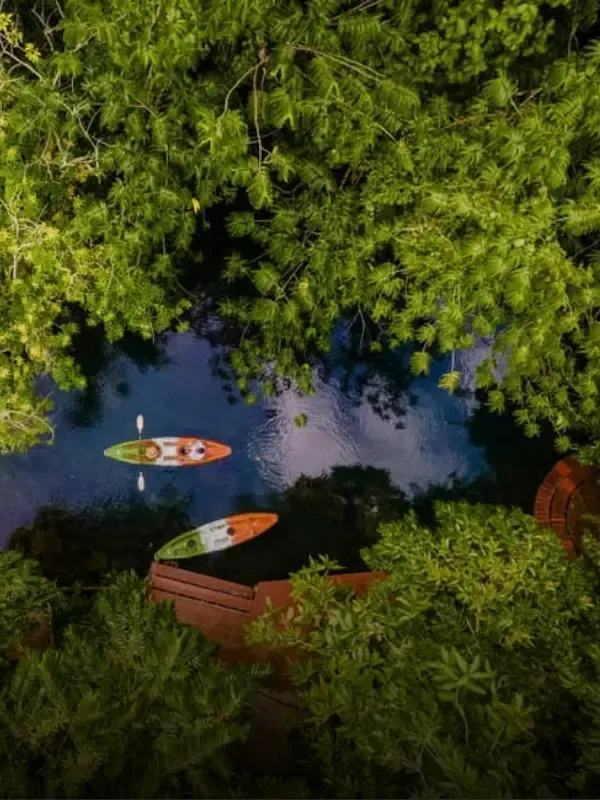 ao thalane mangroves