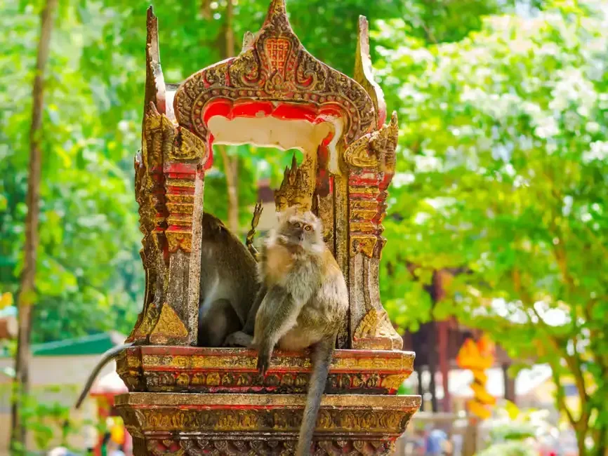a monkey on tiger cave temple