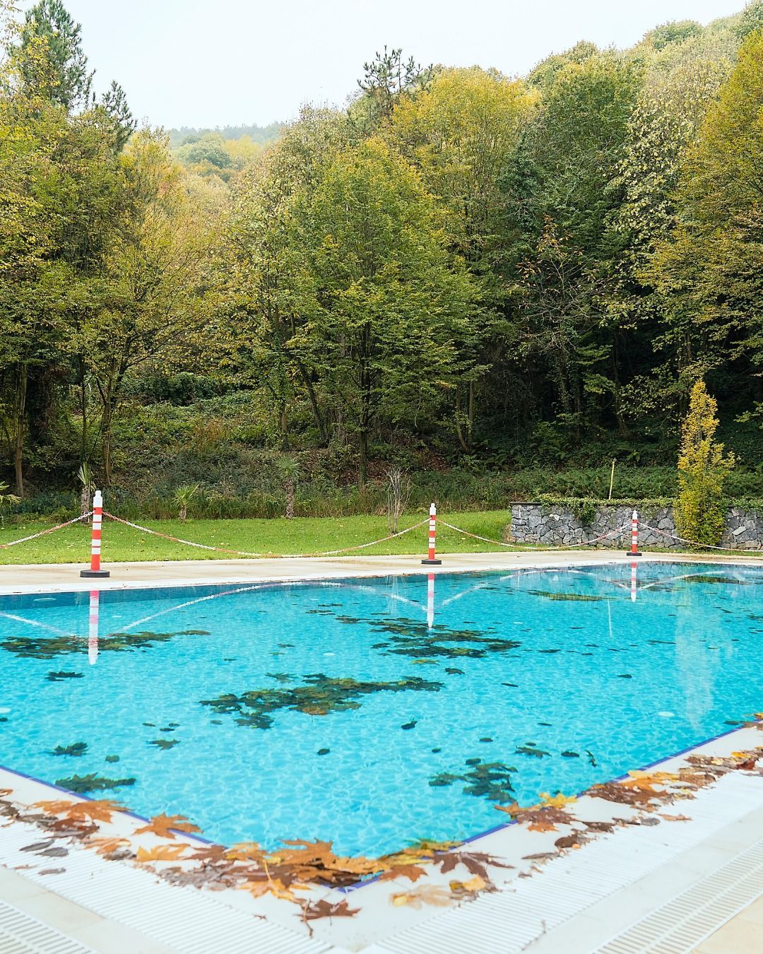 A turquoise swimming pool filled with fallen autumn leaves, situated in front of a dense green forest.
