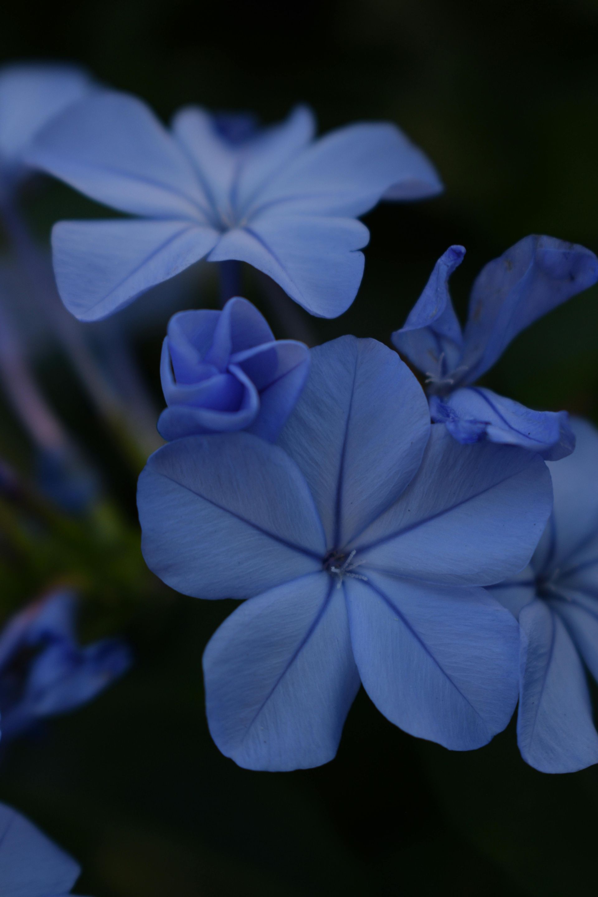 Clusters of light blue flowers with star-shaped petals against a dark background.