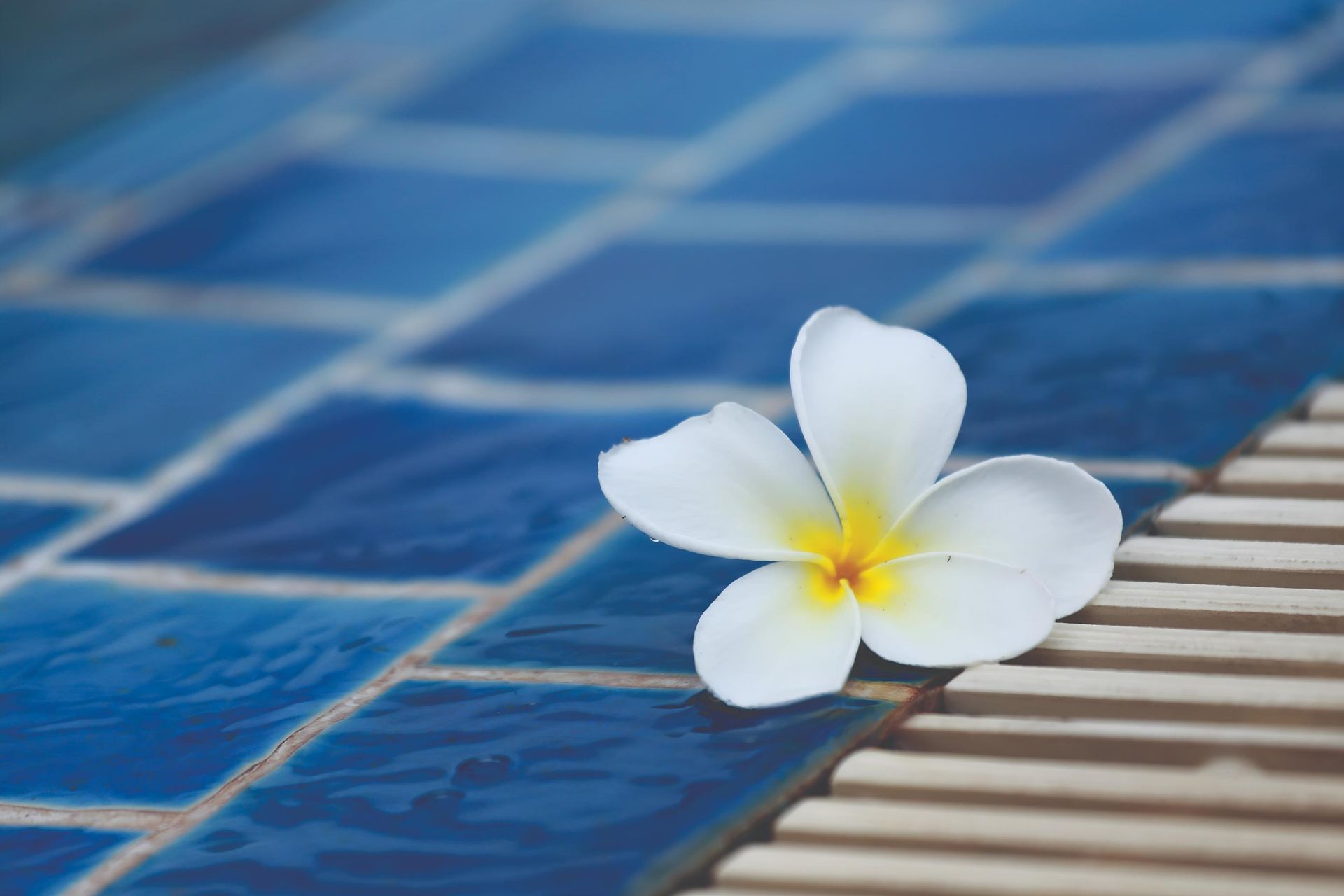A White Flower is Sitting on the Edge of a Swimming Pool — Taree Pool Supplies in Hallidays Point, NSW