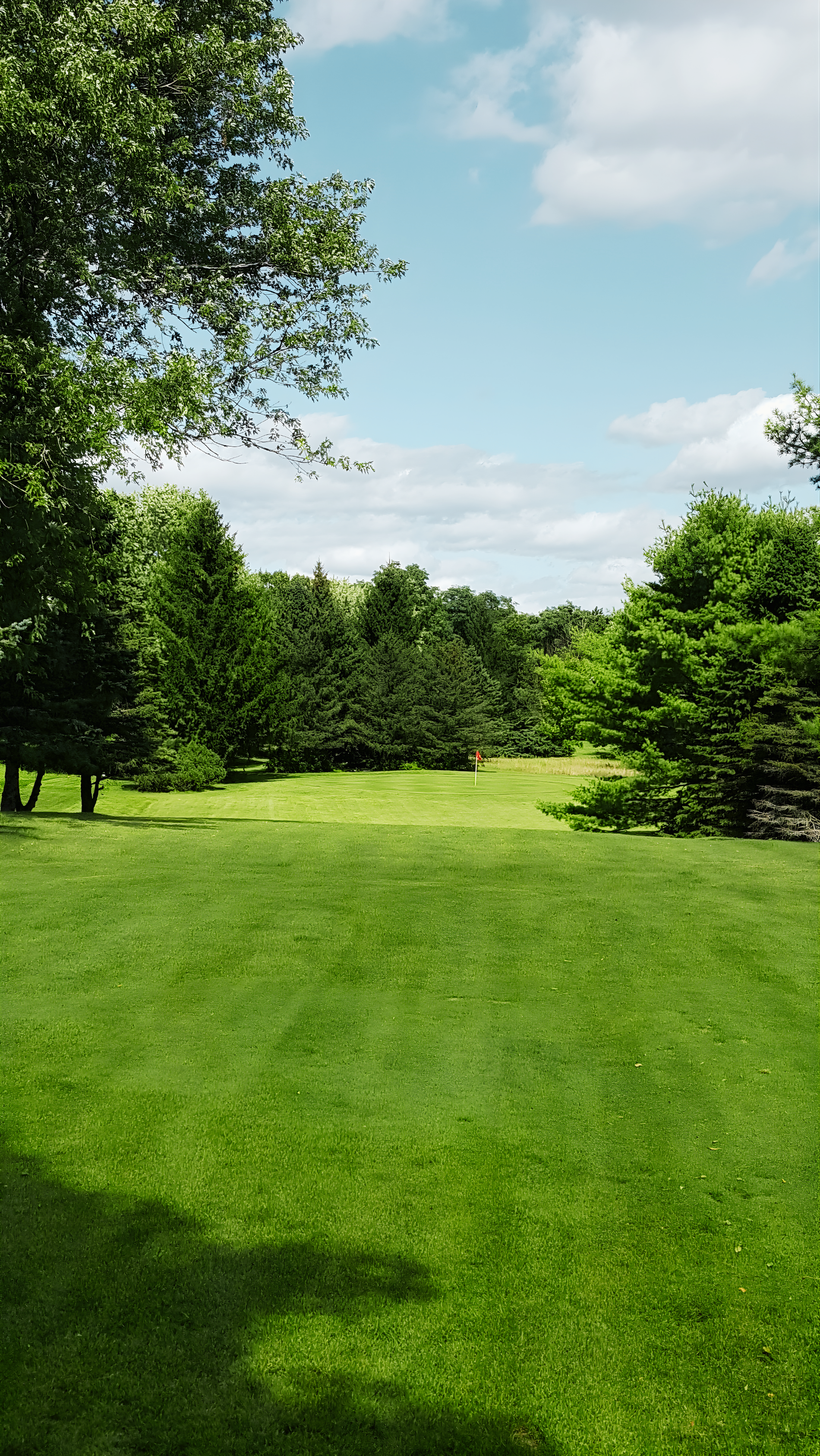 A lush, green meadow slopes downward towards a dense forest line under a partly cloudy blue sky.