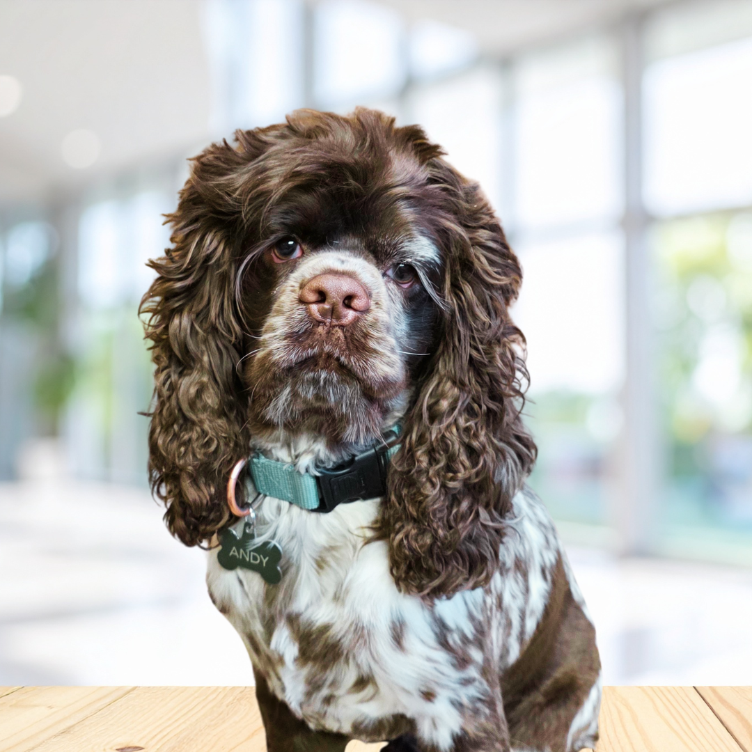 Brown and white Cocker Spaniel dog wearing a teal collar, sitting on a wooden surface with a blurred background.
