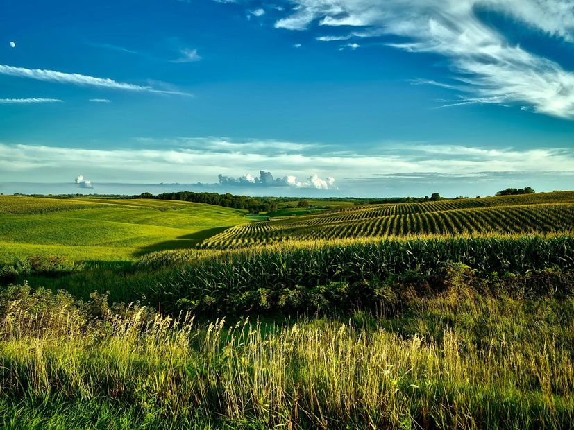 A lush green field with a blue sky in the background