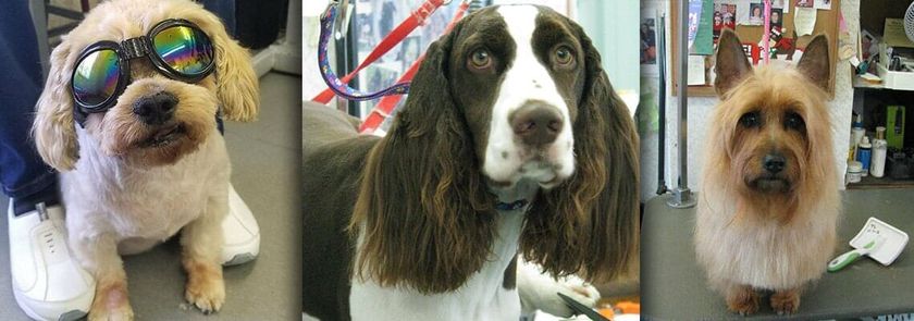 Dog &amp; Cat Grooming | Spokane, WA | Dee&rsquo;s Dog Grooming