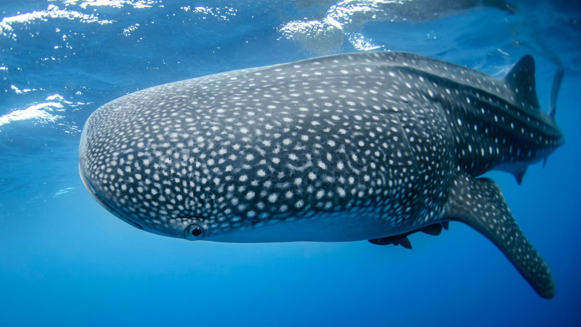 Whaleshark in La Paz