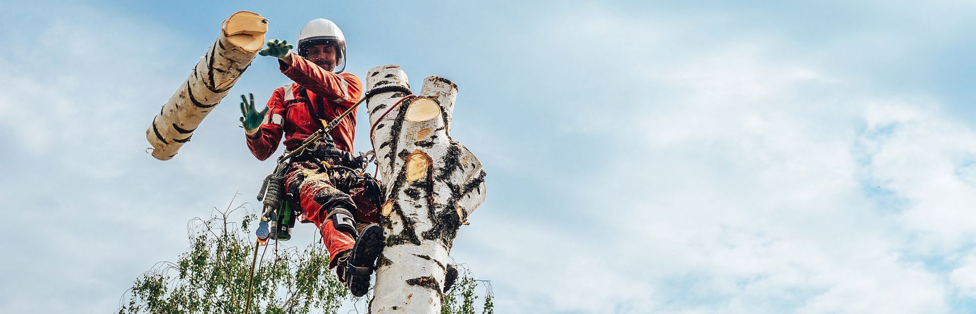 a guy cutting down a tree