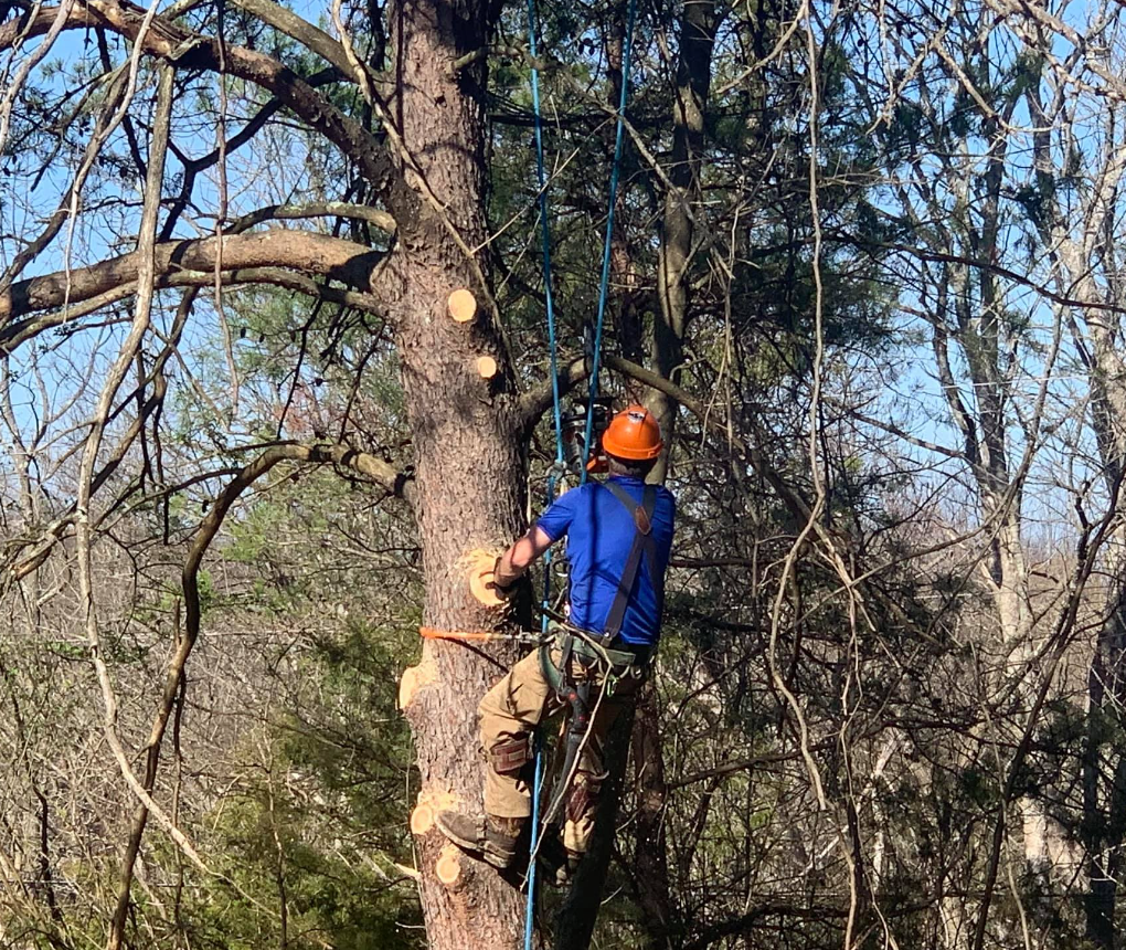 A man is climbing up a tree with a rope.