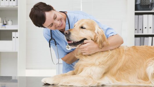 Smiling Dog Getting a Check Up at Veterinarian Clinic