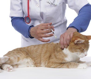 Cat getting a vaccination shot