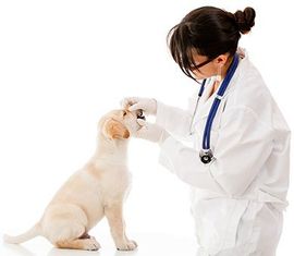 puppy getting a tooth exam