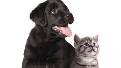 black dog and gray cat