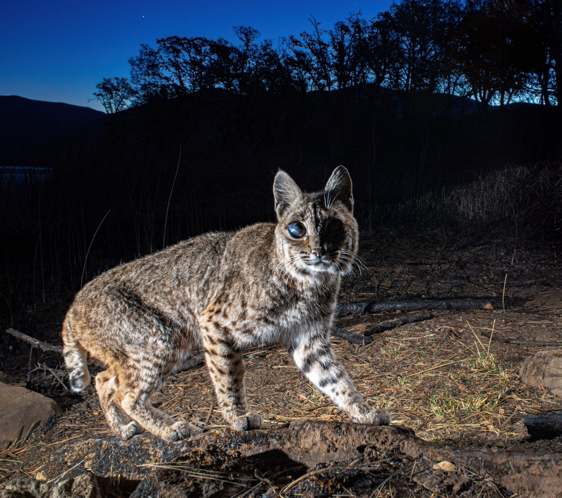 Bobcat with proptosis of the eye.