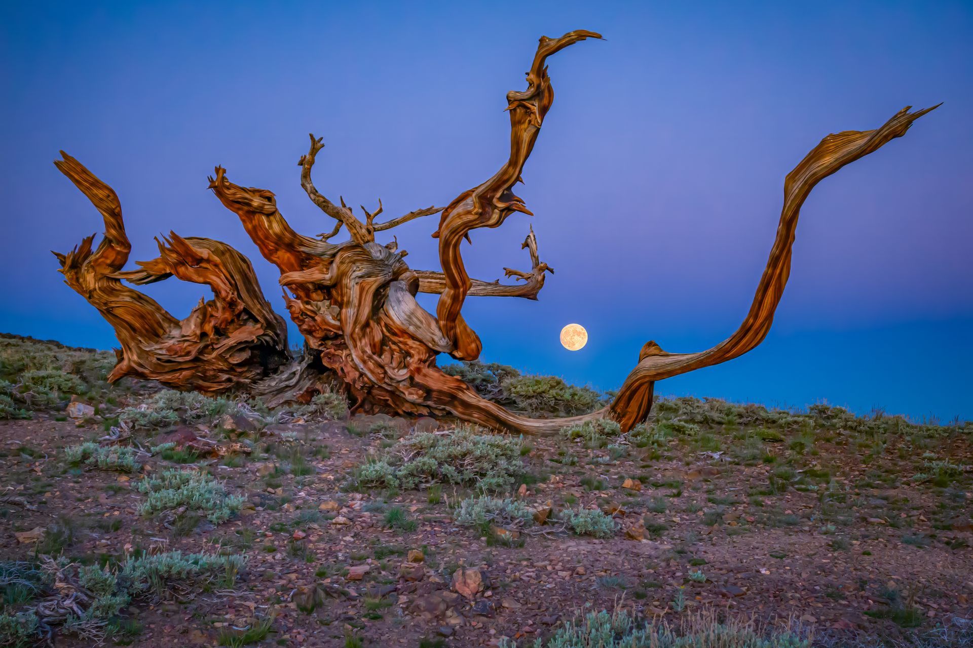  Full moon rising, White Mountains, California 