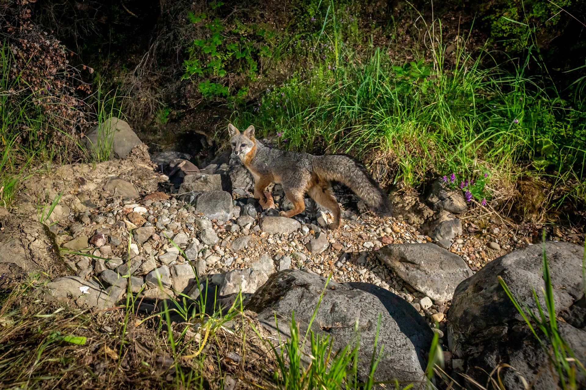  Grey fox in a dry wash. 